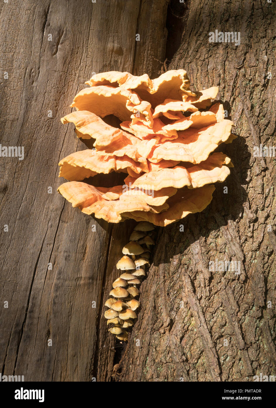 Two fungi growing on a tree, Laetiporus sulphureus or Chicken of the Woods and smaller conical