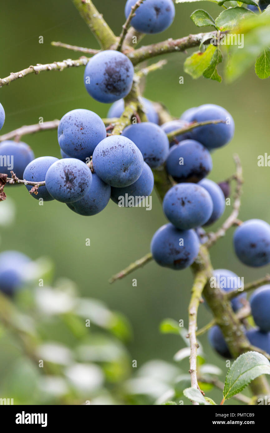 Sloes purplish fruits with powdery bloom on a thorny blackthorn hedgerow shrub. Oval green leaves have toothed margins. Can form dense thickets. Stock Photo