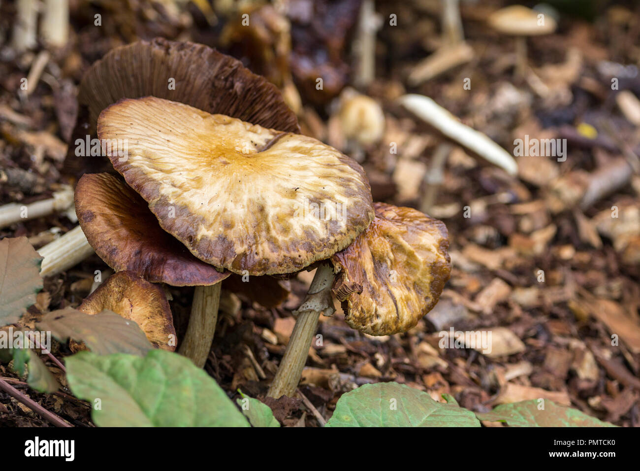 Fungi toad stall growing in woodchip areas near path at WWT Arundel UK. Brown mottled cream top and brown gills dimples in flat floppy caps grey stalk Stock Photo