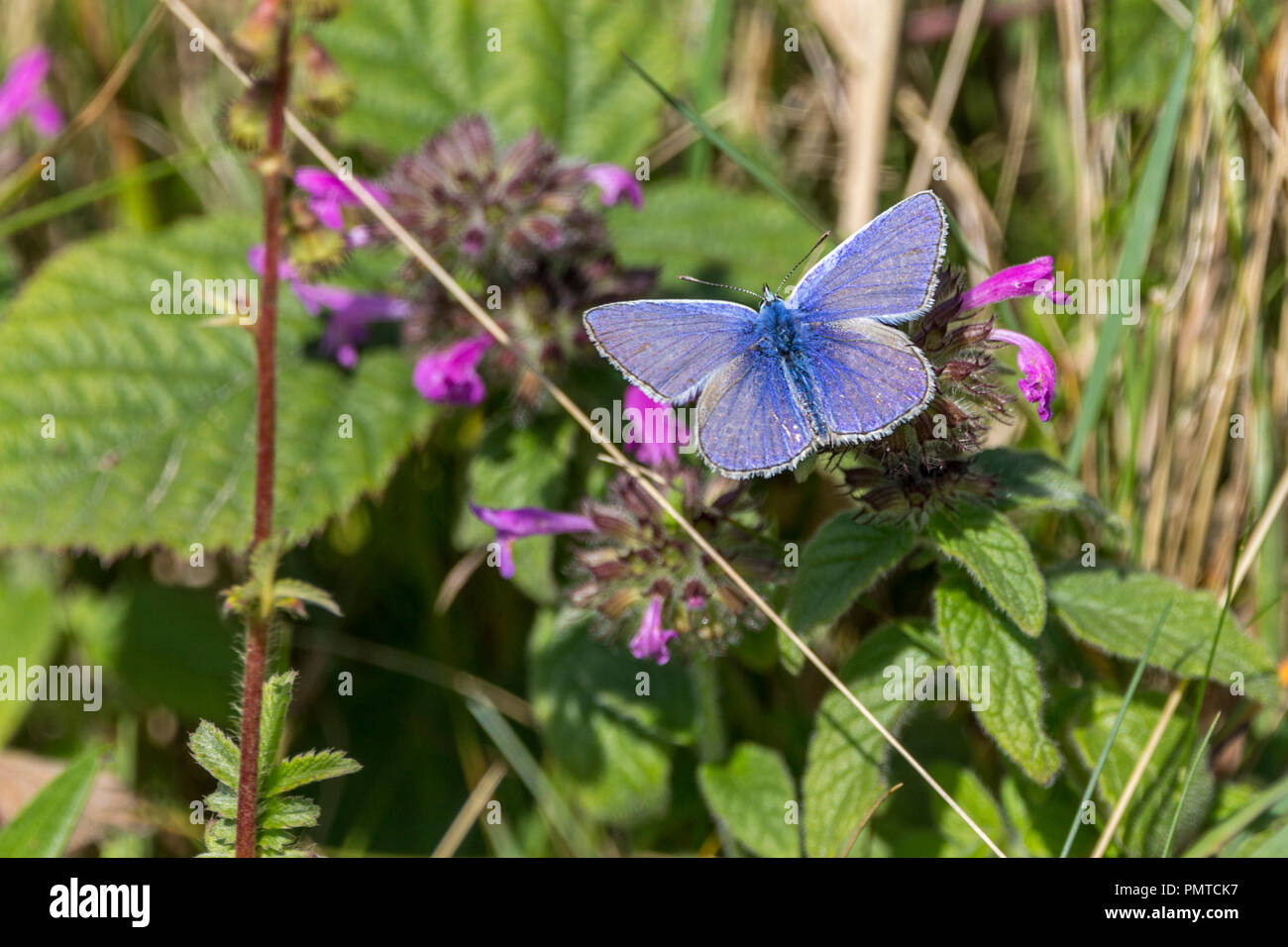 Common blue butterfly (Polyommatus icarus) on purple flowered vegetation. Coastal area semi woodland and meadow habitat. Open wings viewed from above. Stock Photo