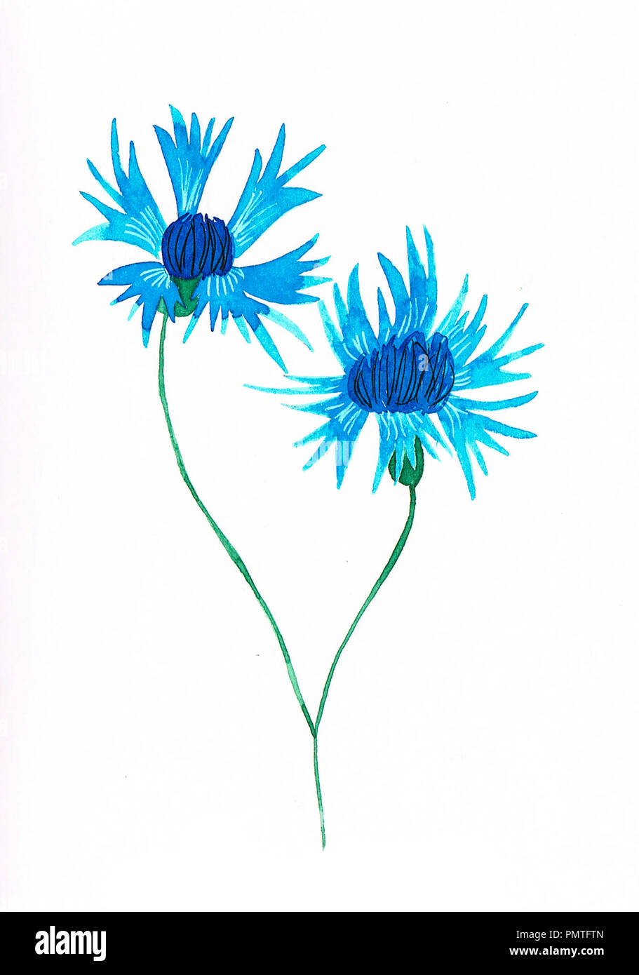 Watercolor handmade blue cornflower Stock Photo