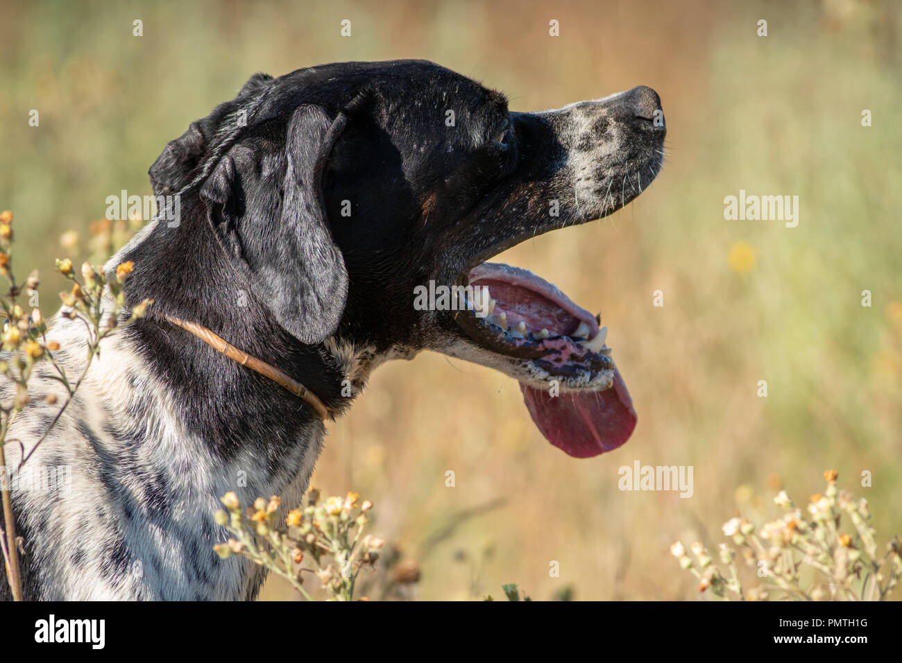 Profile view of Pointer dog with black head and tongue out Stock Photo