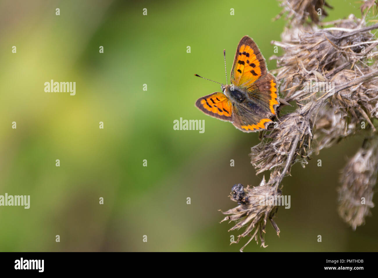 Small copper (Lycaena phlareas) butterfly with orange and dark brown spotted upperwings and buff underwings with similar patterns to upperwings. Stock Photo