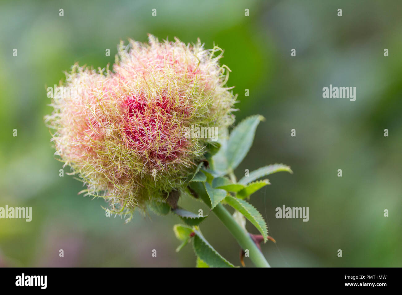 Robins pincushion, rose bedeguar or moss galls on dog rose stem. Red