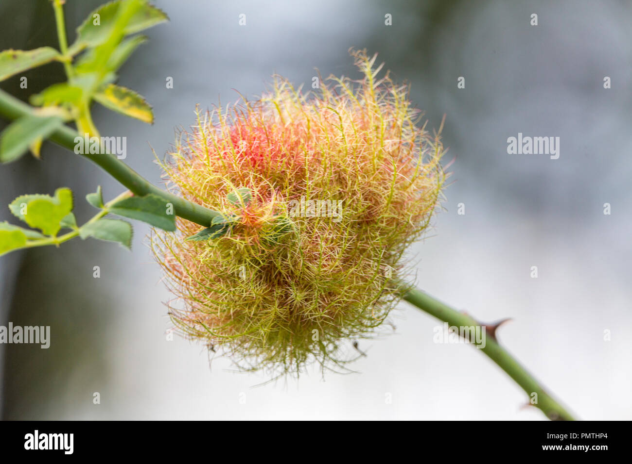Robins pincushion, rose bedeguar or moss galls on dog rose stem. Red