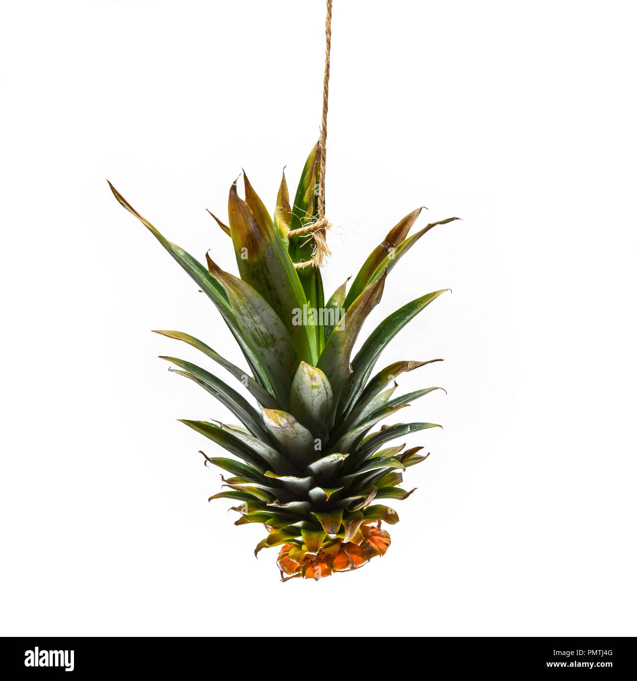 Pineapple head on a white background, cutout Stock Photo Alamy