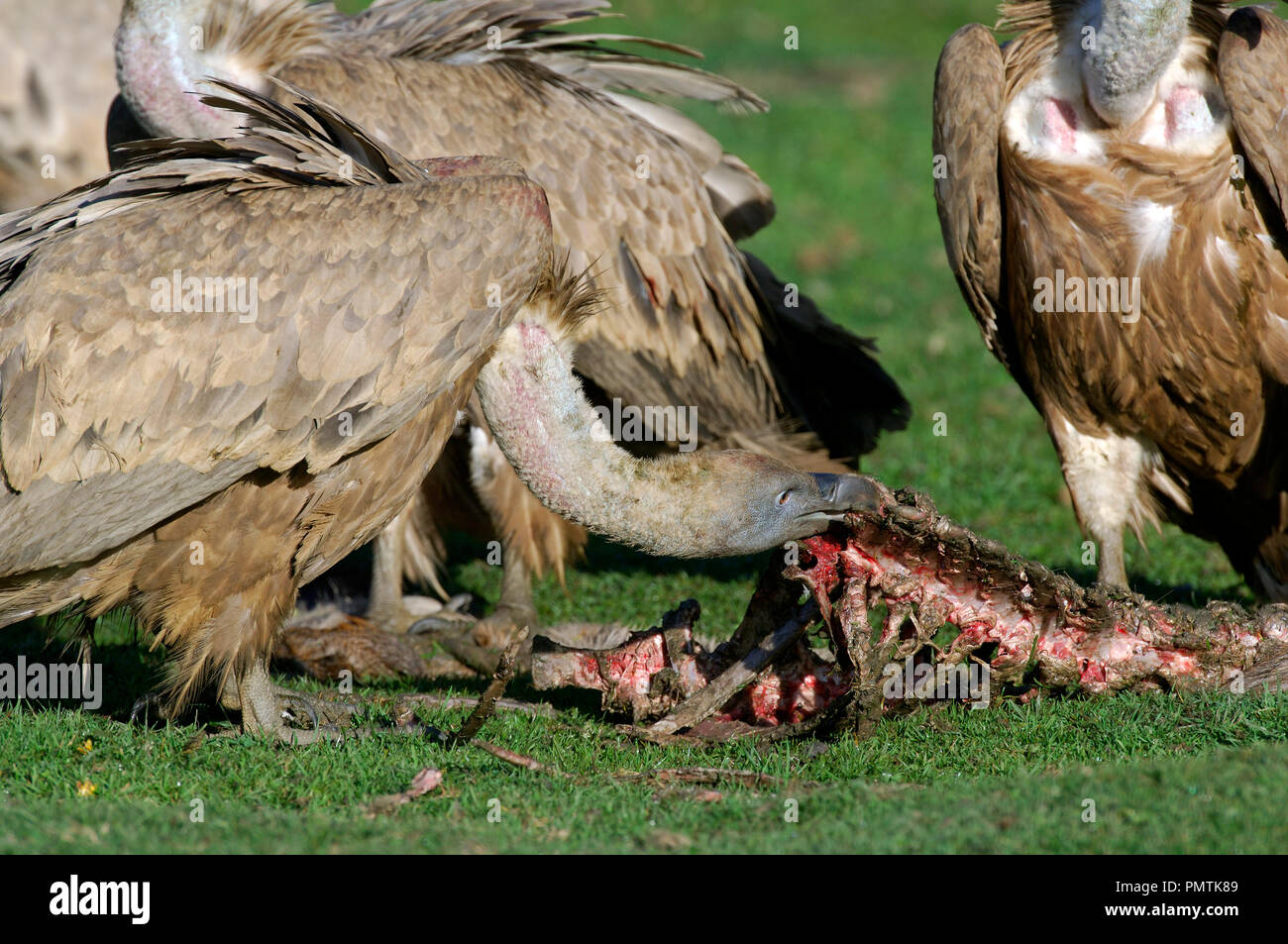 Griffon Vulture Gyps Fulvus On Deer Carcass Pyreneans France Vautour Fauve Sur Carcasse De Cerf Stock Photo Alamy