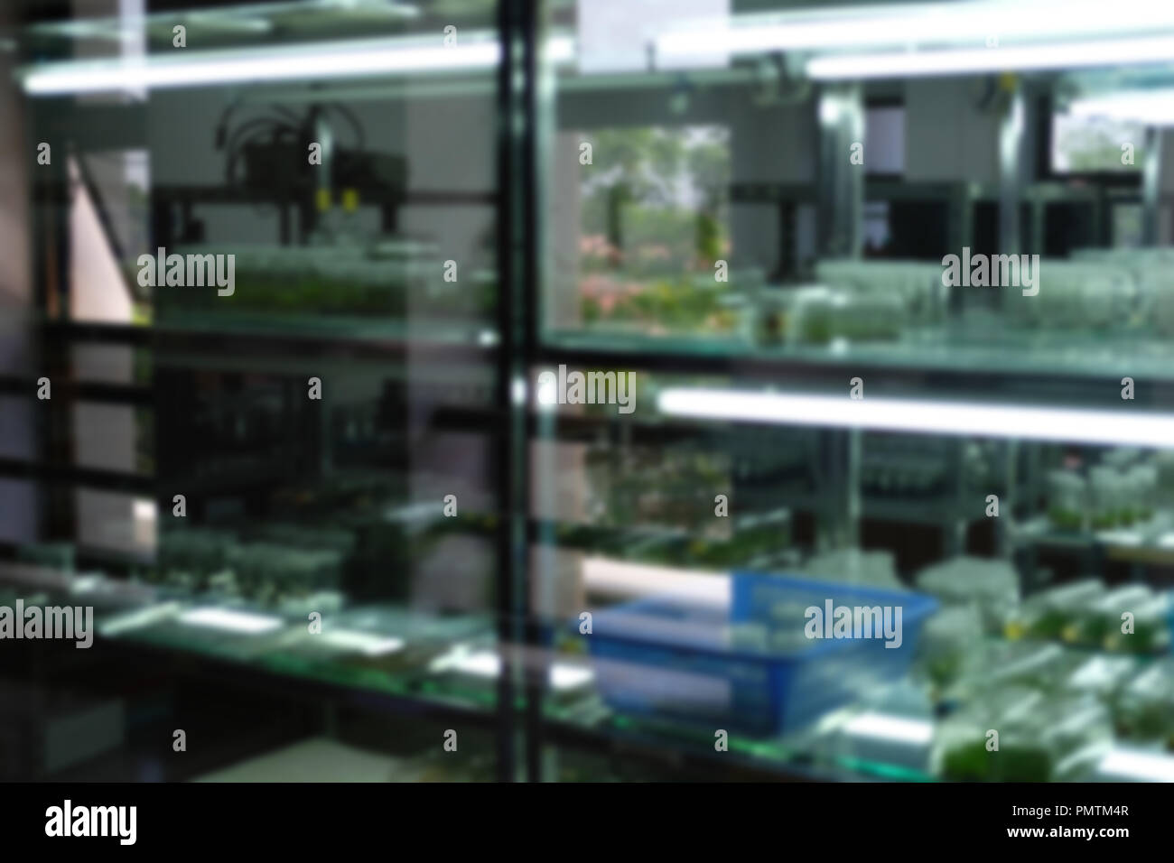 tissue culture technology in laboratory. plant cell growing on nutrient