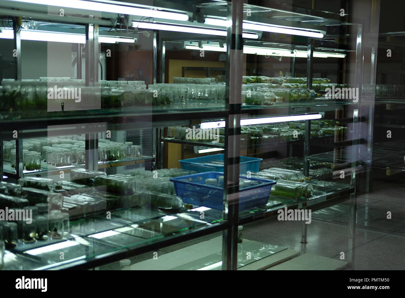 tissue culture technology in laboratory. plant cell growing on nutrient