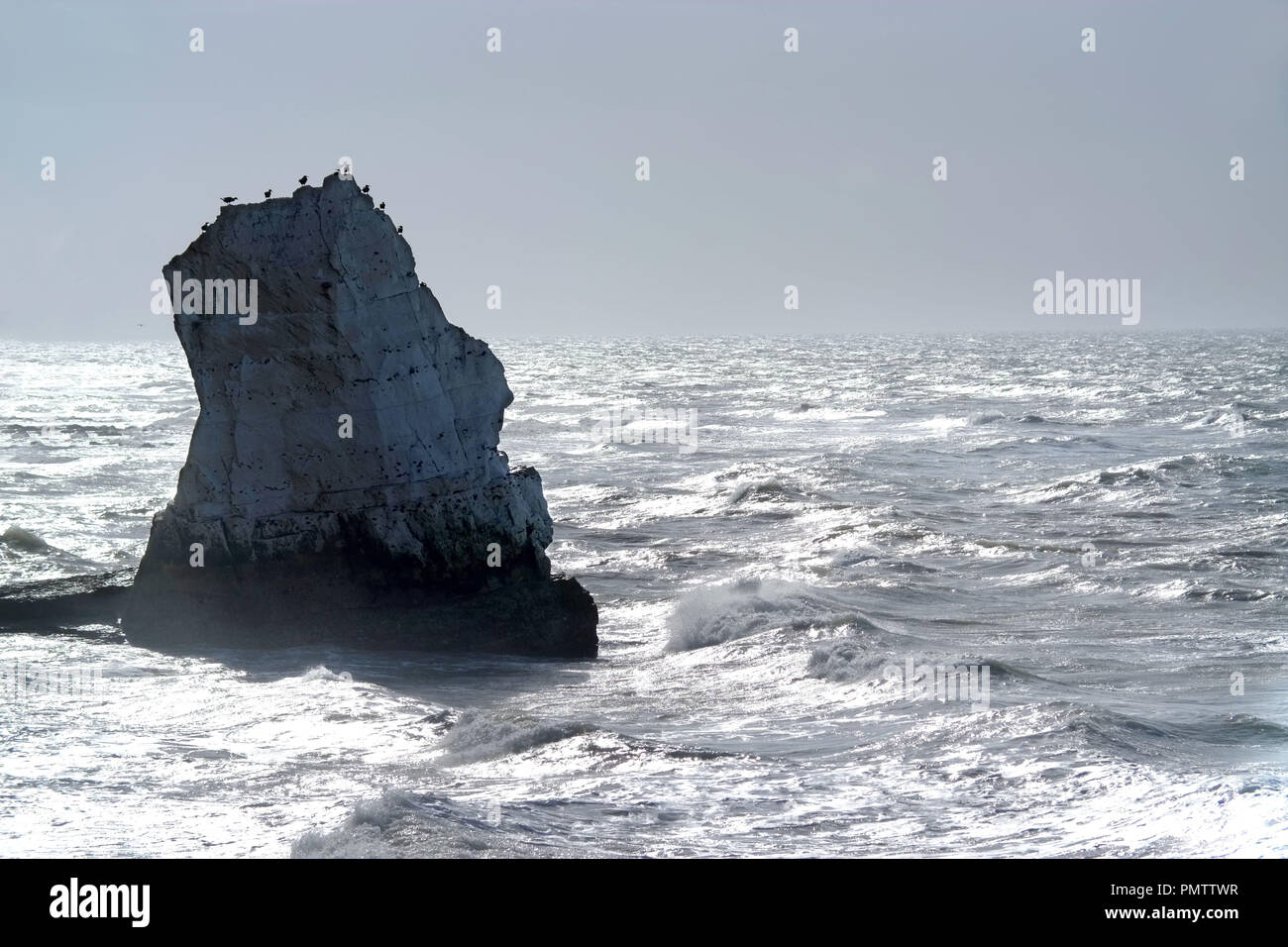 Seaford, East Susse. UK. 19th September 2018. Seagulls perched on a chalk sea rock on the South Coast near Seaford, East Sussex. ©Peter Cripps/Alamy Live News Stock Photo