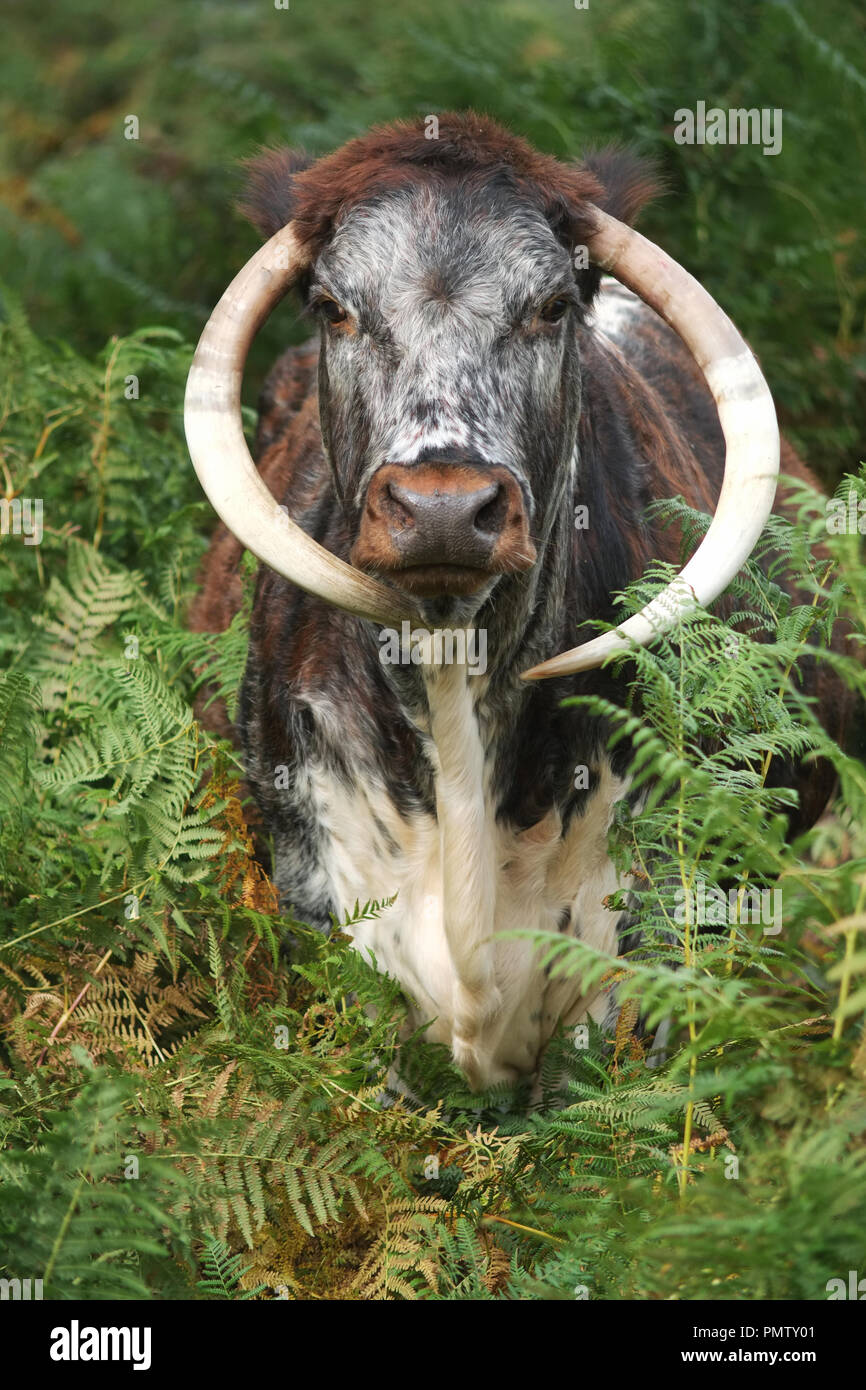 Chailey, East Sussex, UK. 19th September 2018. A Longhorn cow looking out from bracken in Chailey Common nature reserve, East Sussex. The cattle are grazing the common to help keep the common as an open space © Peter Cripps/Alamy Live News Stock Photo