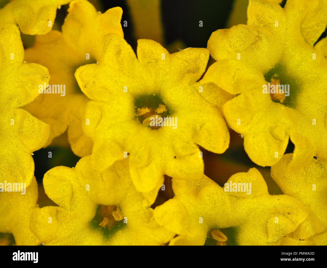 Close-up macro photo of Abronia latifolia (coastal yellow sand-verbena) flowers in August in California, USA Stock Photo