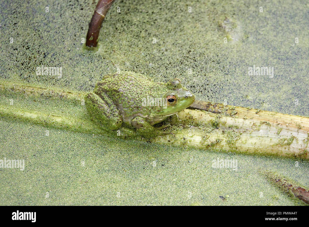 Wild American bullfrog (Lithobates catesbeianus or Rana catesbeiana) in a duckweed-covered pond Stock Photo