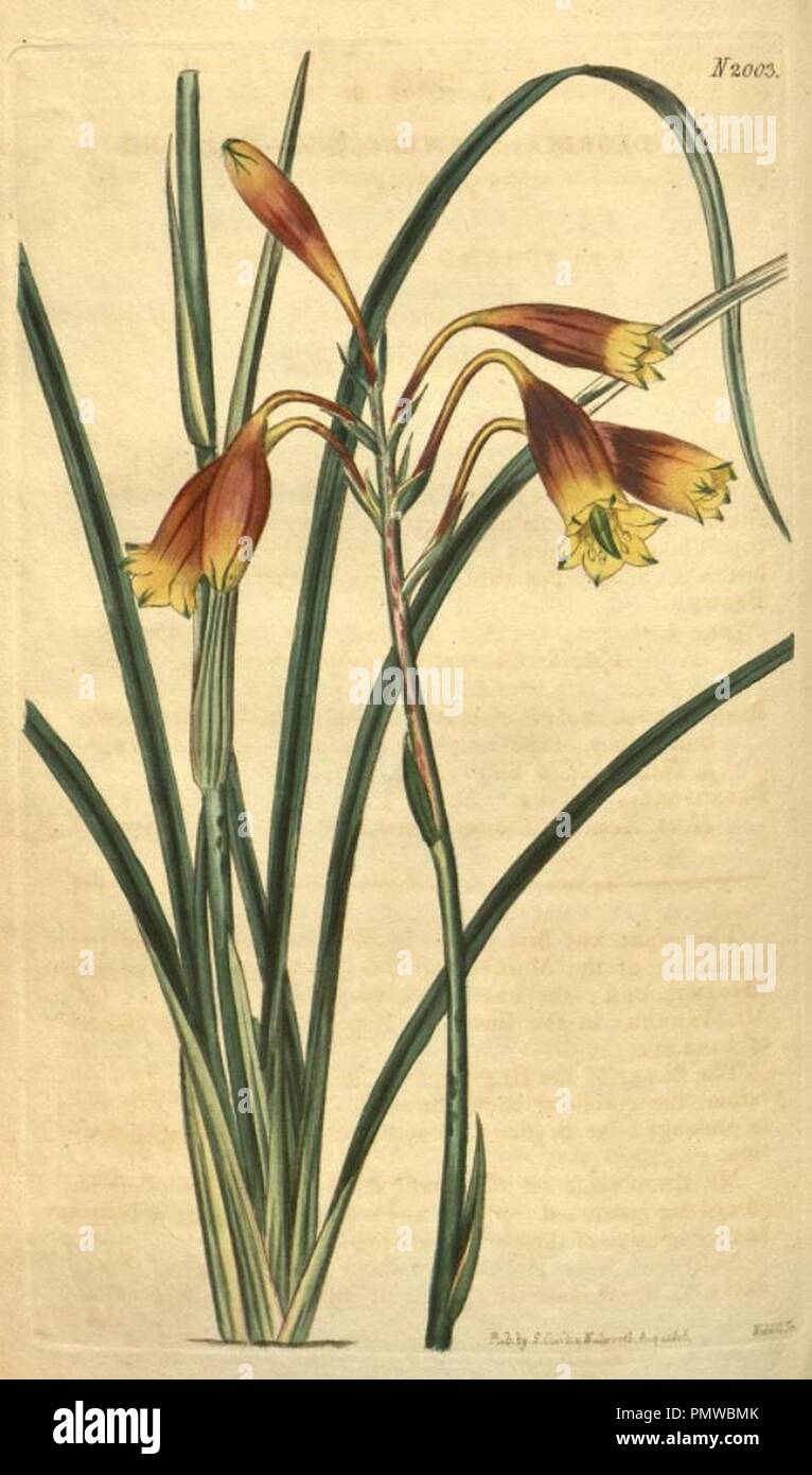 Blandfordia nobilis hi-res stock photography and images - Alamy