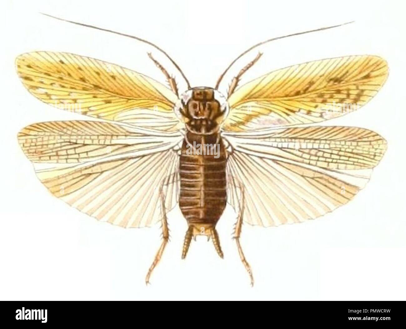 Blatta ferrea. Stock Photo