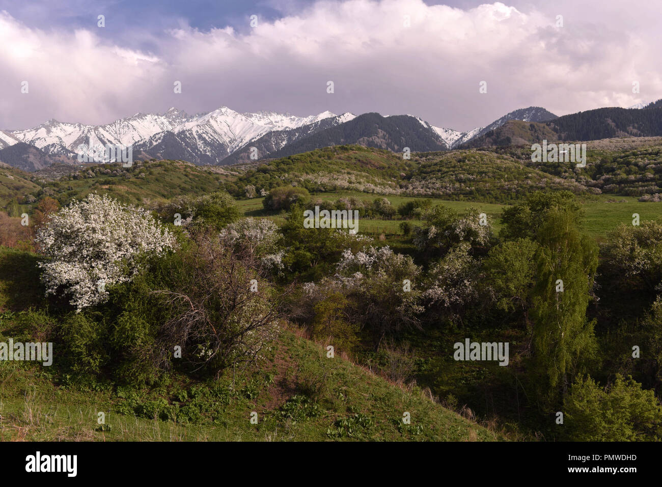 Wild apple kazakhstan hires stock photography and images Alamy