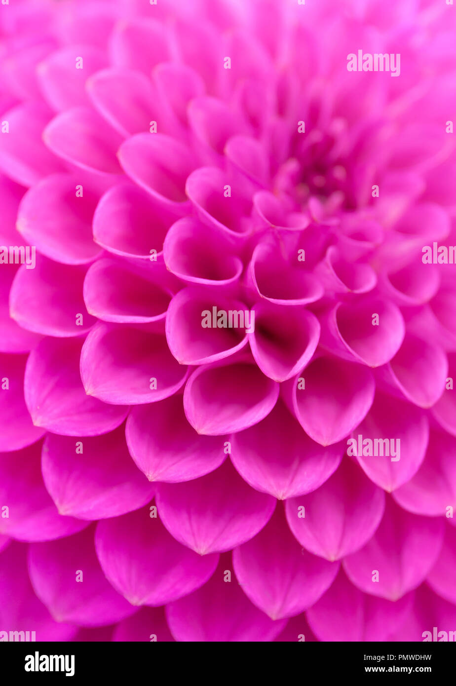 Pink Chrysanthemum pompon flower. Stock Photo
