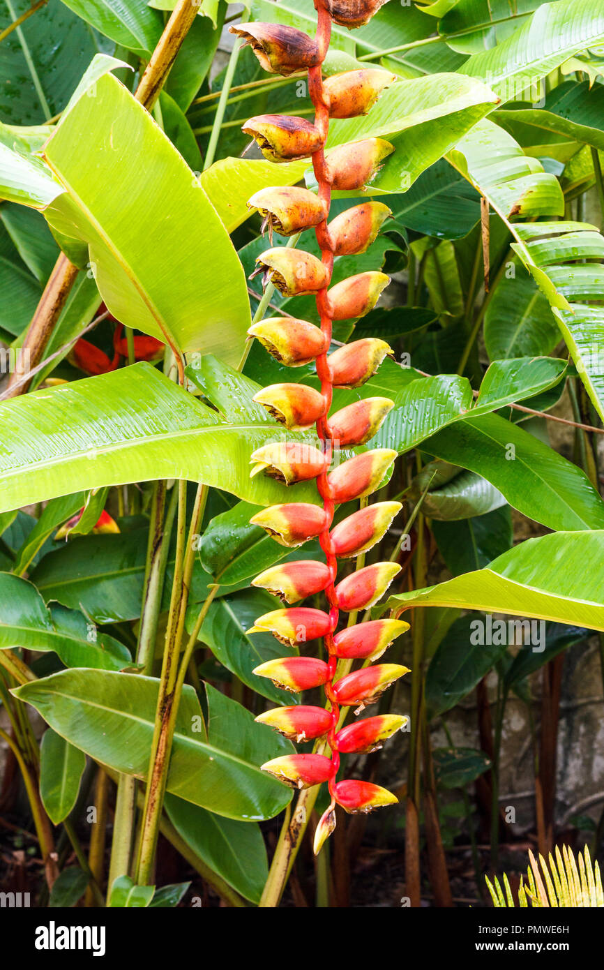Heliconia rostrata inflorescence  or lobster claw flower growing in garden Stock Photo