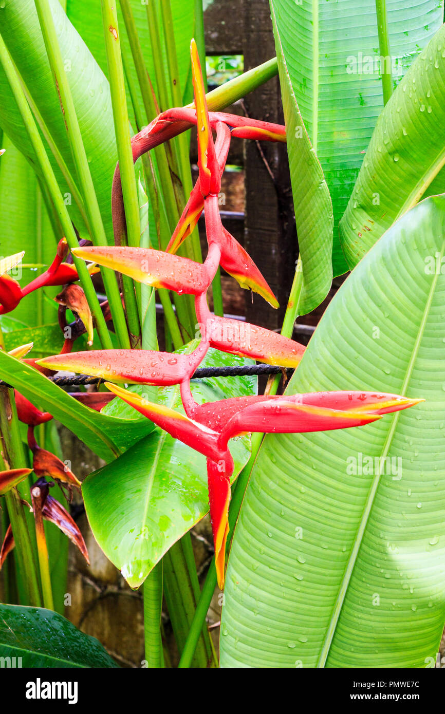 Heliconia bourgaeana Petersen  or lobster claw flower growing in garden Stock Photo