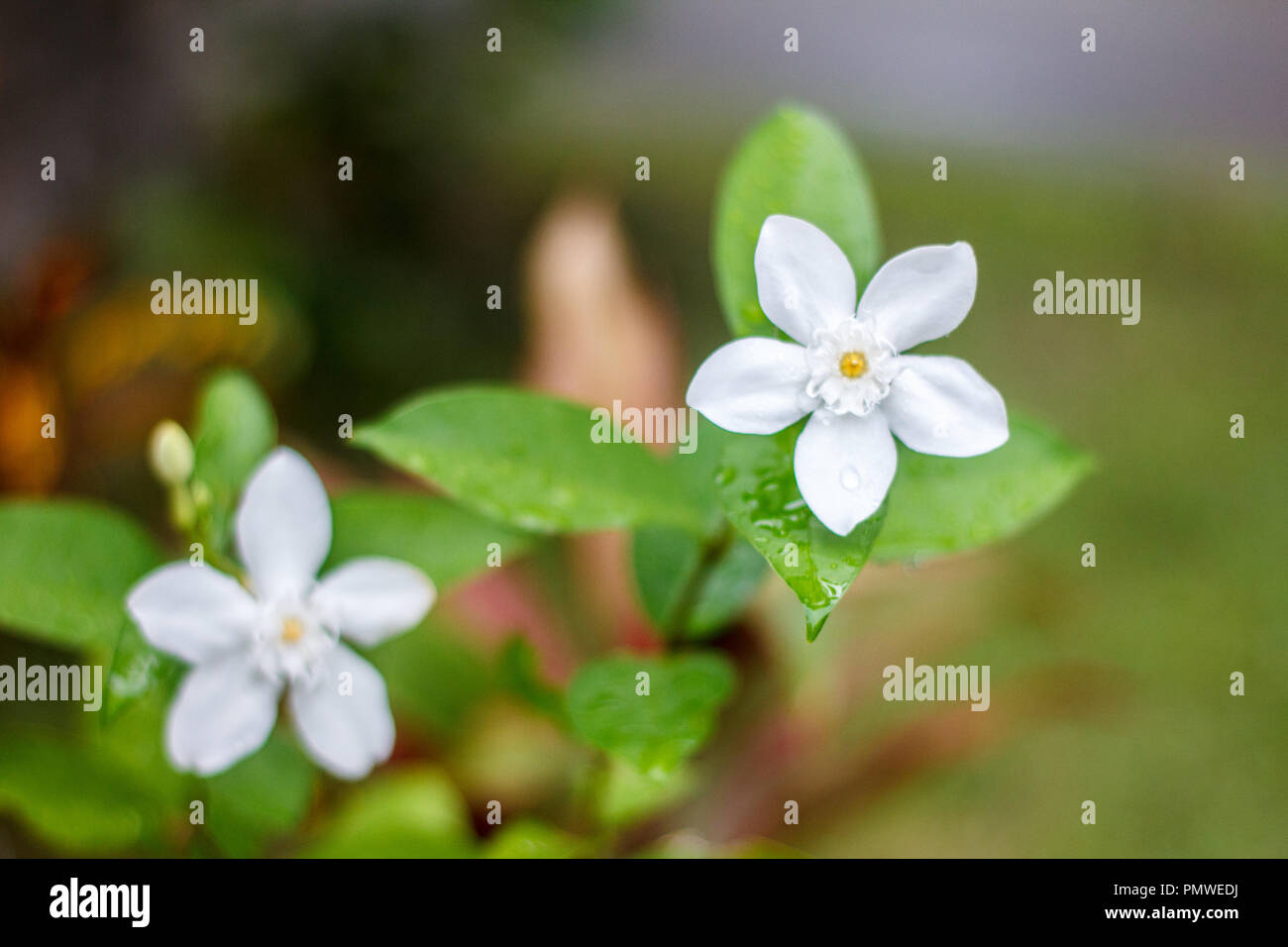 White star like flower on tall shrub. Wrightia antidysenterica aka The Milky Way, Snowflake and Arctic Snow Stock Photo