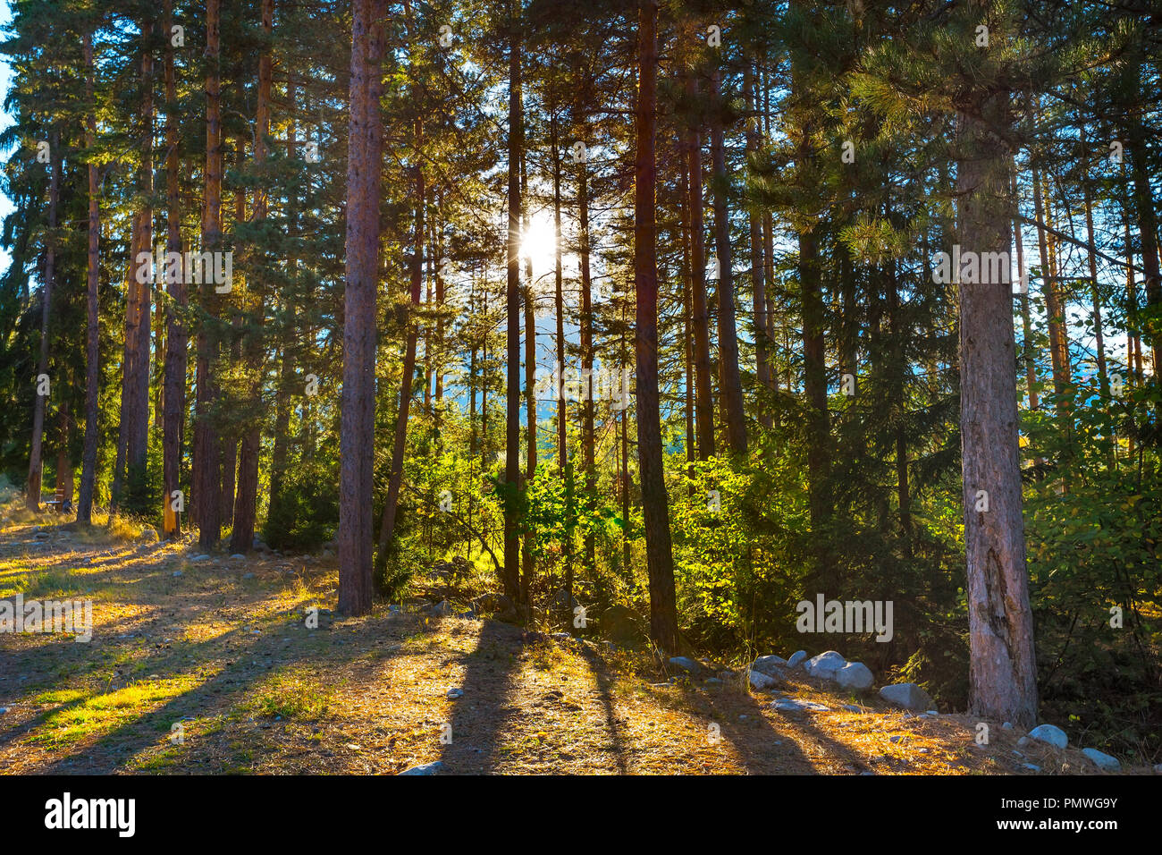 Green Summer Pine Trees Forest Background And Sun Between Trunks Stock Photo Alamy