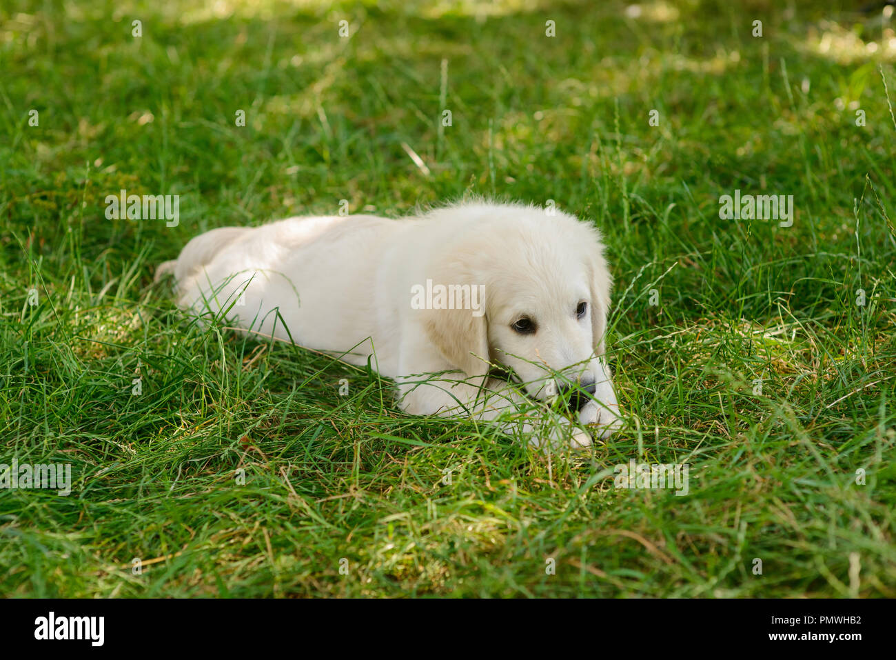 Cute little puppy in the grass Stock Photo - Alamy