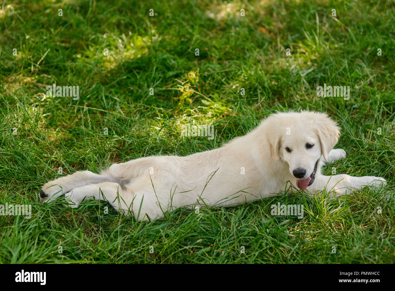 Lovely puppy in the grass Stock Photo - Alamy