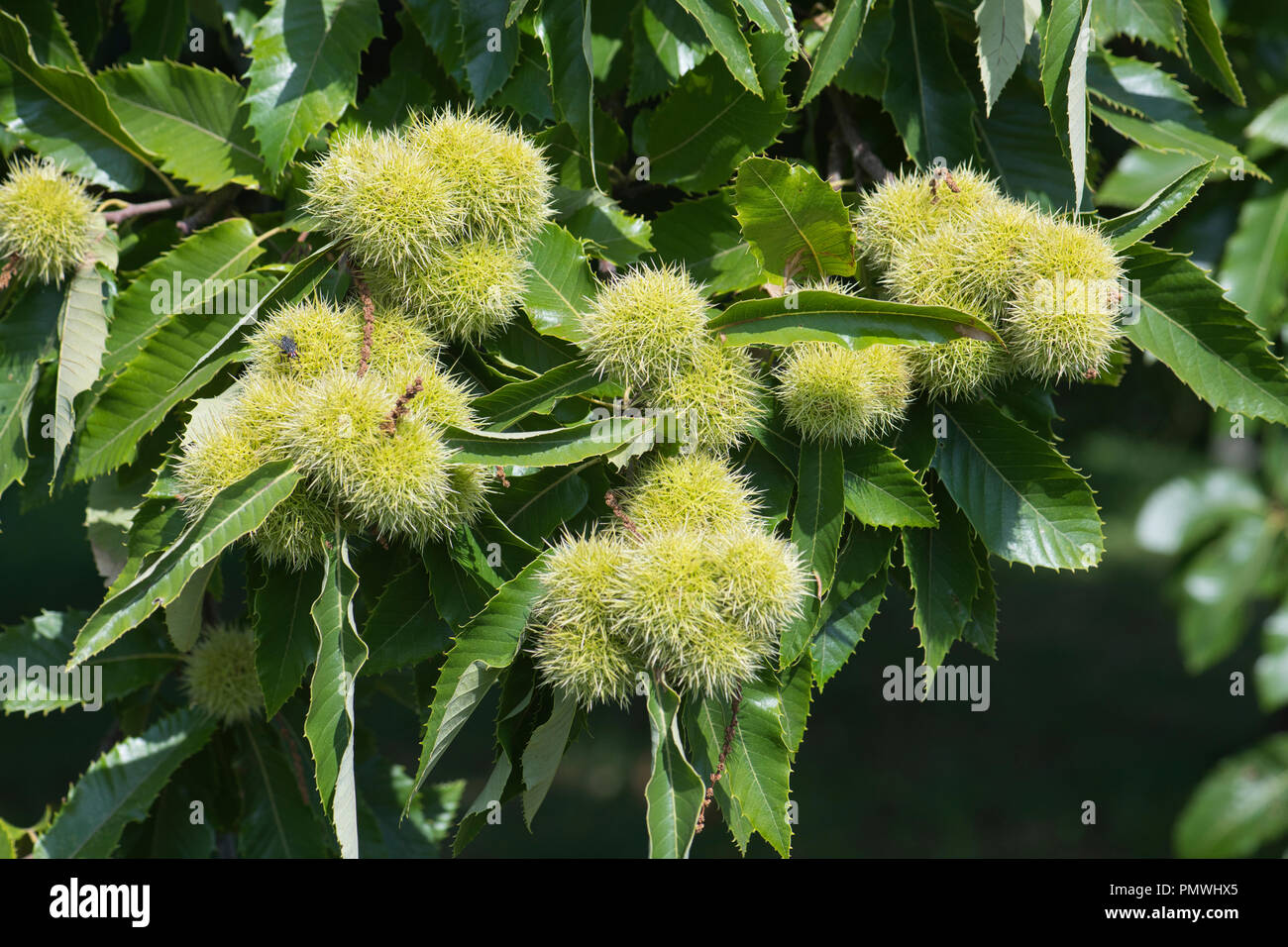 Fruit and leaves of the sweet or Spanish chestnut (Castanea sativa) Stock Photo