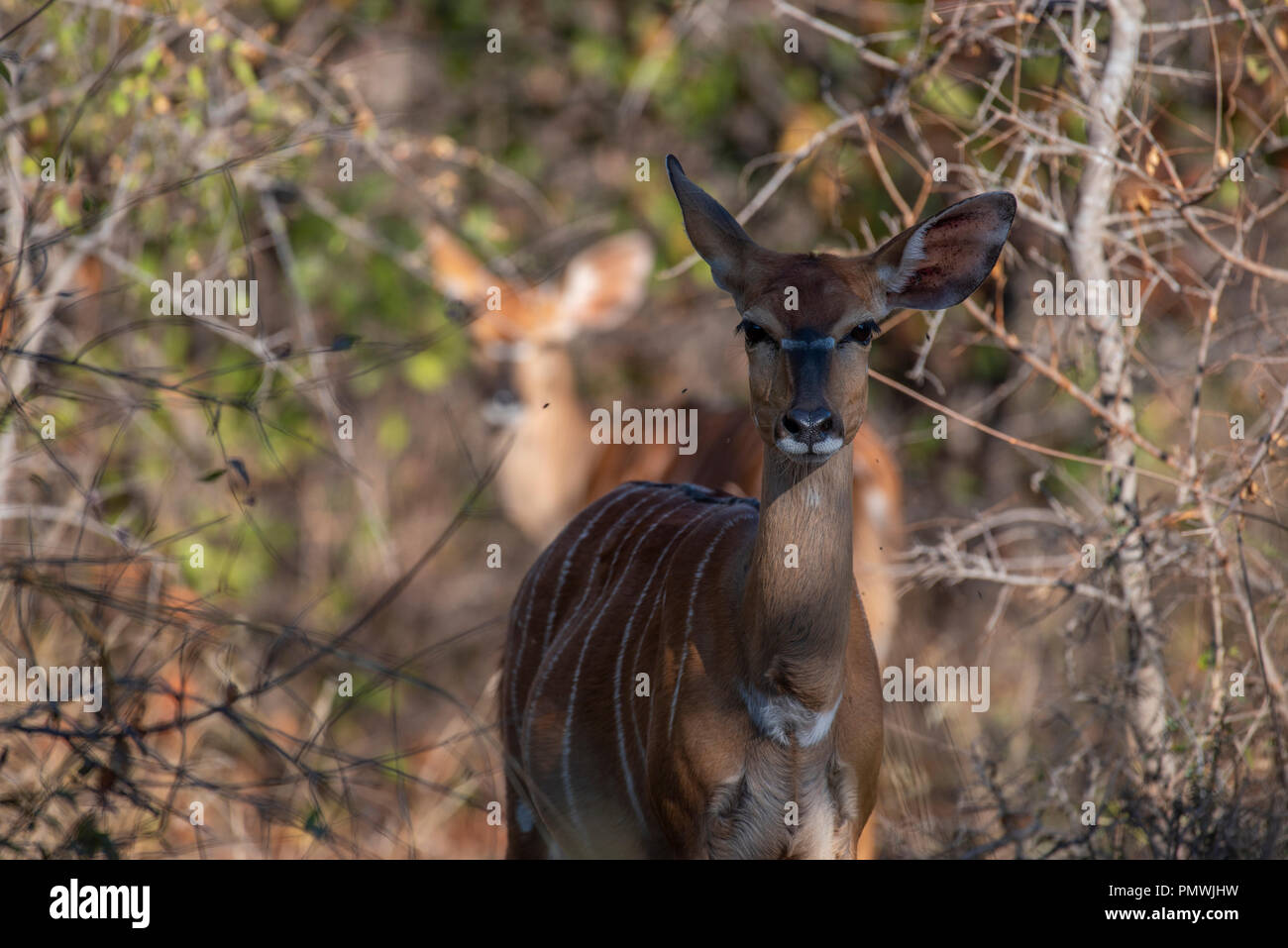 Female nyala with a younger one in the background Stock Photo