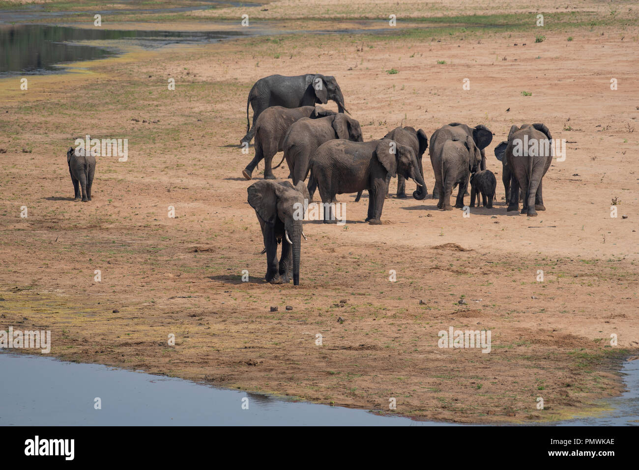 Breeding herd of elephants close to water Stock Photo
