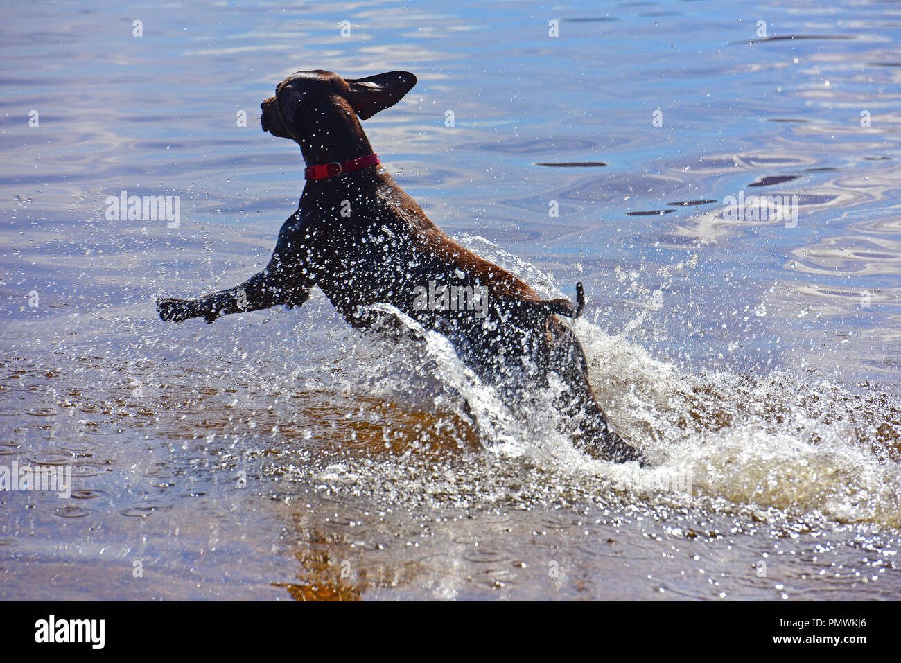 A day out with the family pet Labrador letting it have a swim in a local waterbodies which is it's favourite activity when outdoors. Stock Photo