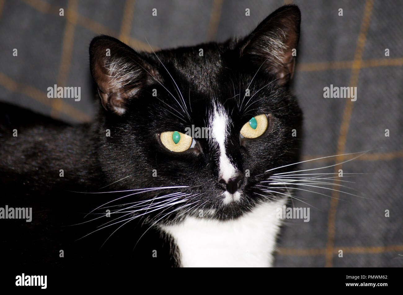 SONYPortrait of a beautiful black cat Stock Photo - Alamy