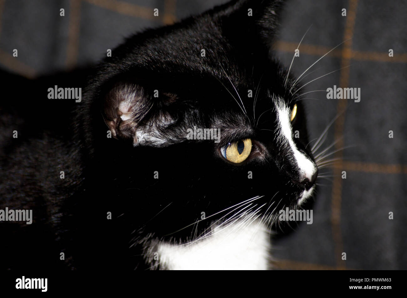 SONYPortrait of a beautiful black cat Stock Photo - Alamy