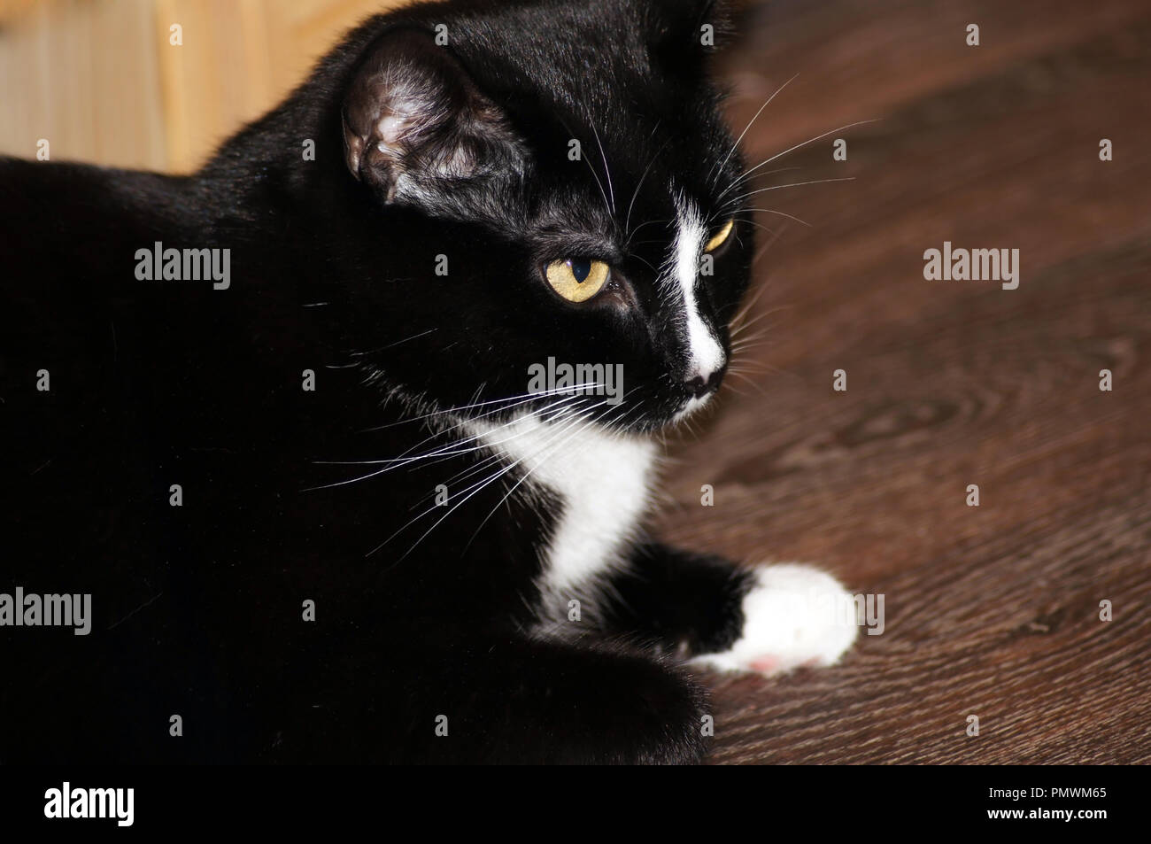 Black cats silhouette with green eyes isolated on white background. Spooky  halloween pet icon, aggressive kitty dark profile Stock Photo - Alamy