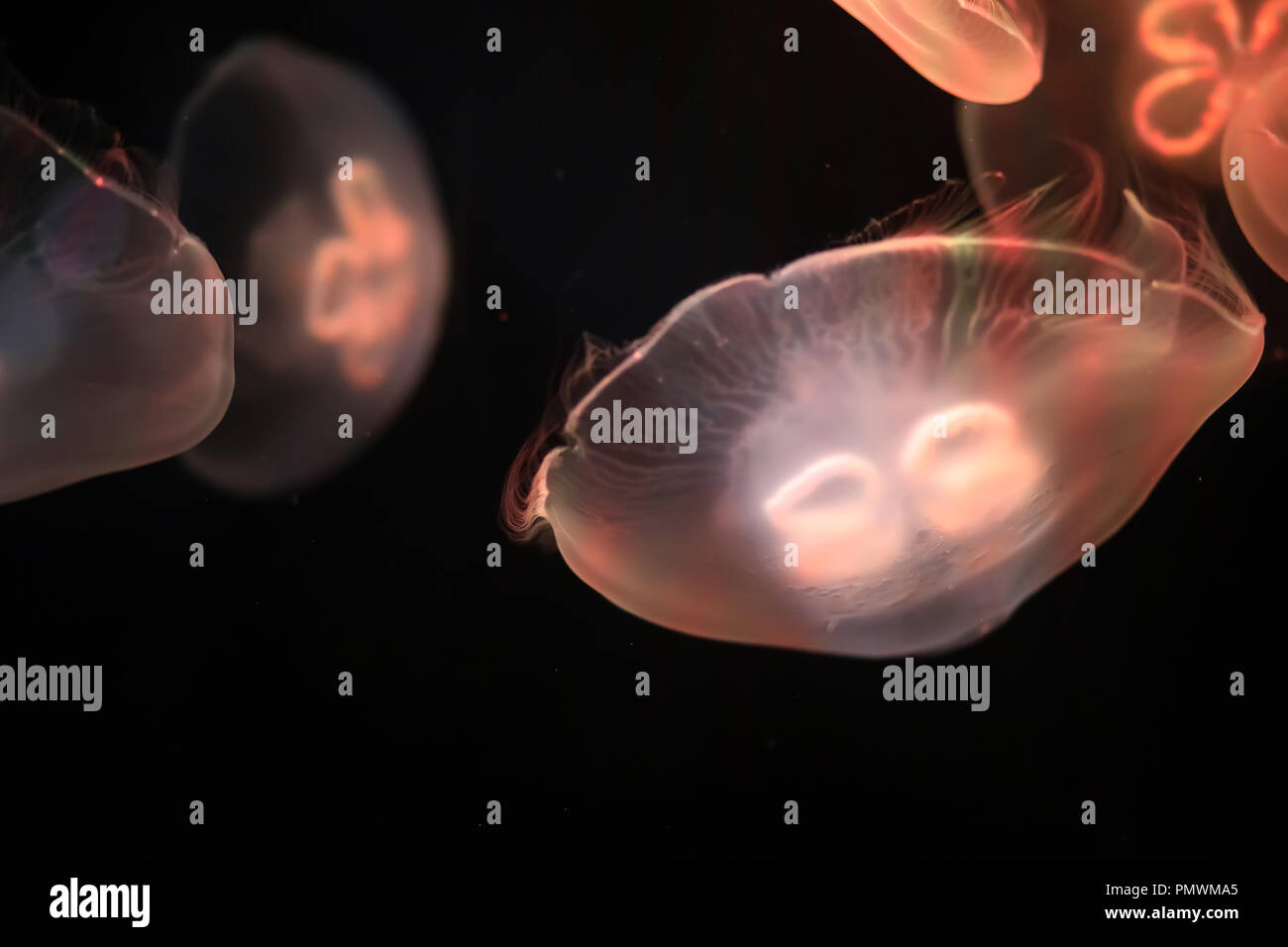 Multicolored jellyfish swim under water Stock Photo - Alamy