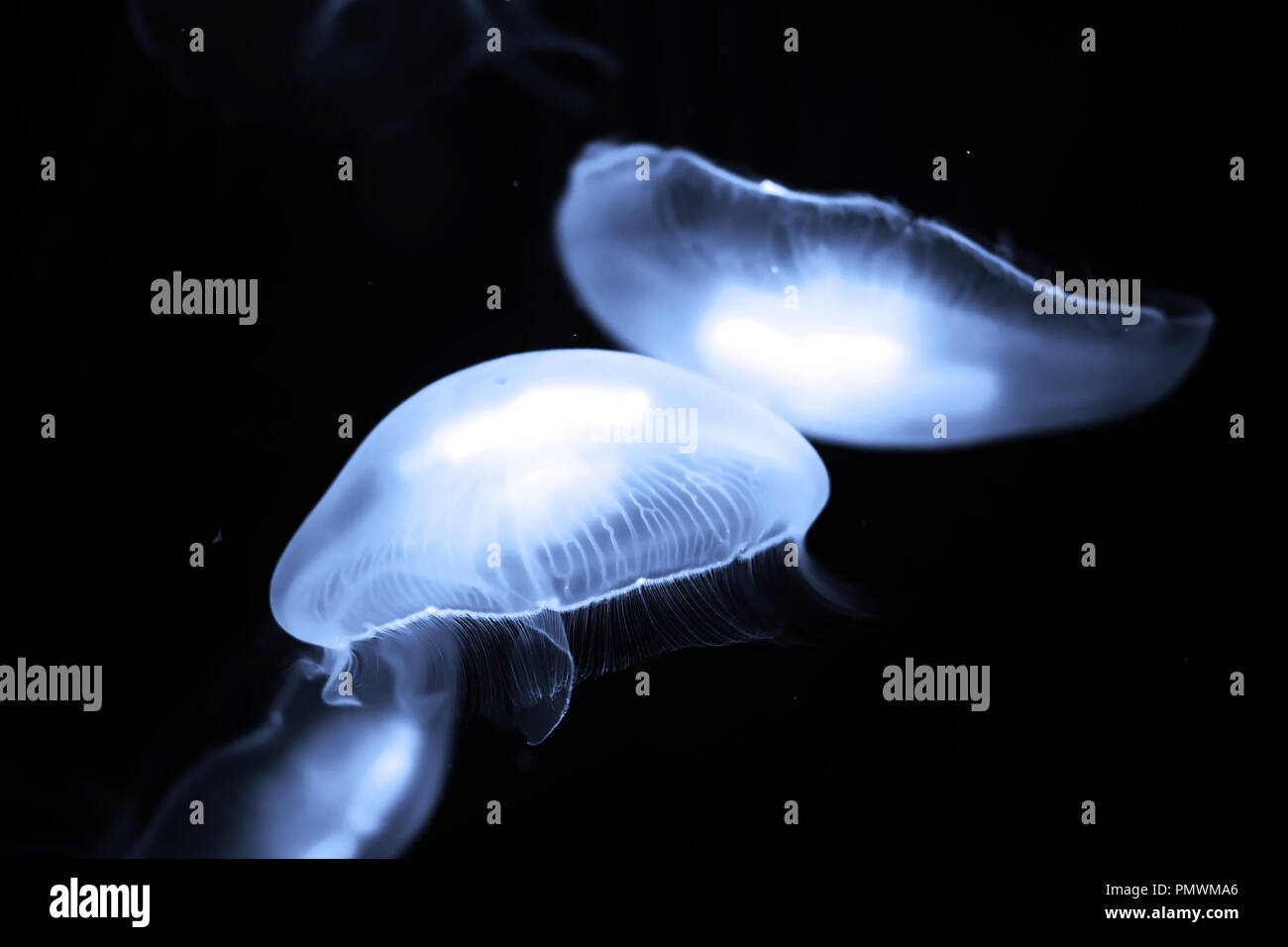 Blue jellyfish swim under water Stock Photo - Alamy