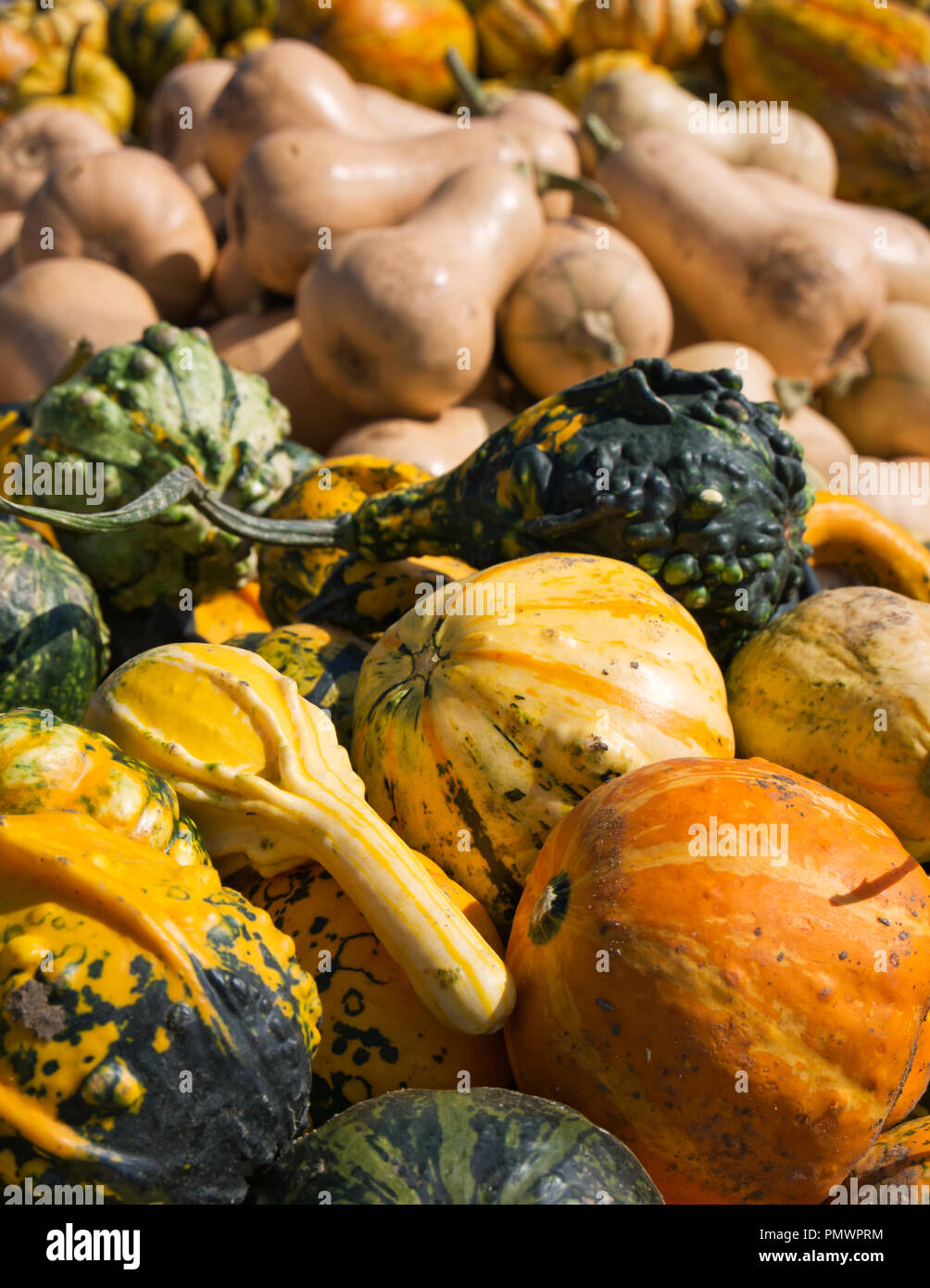 Ornamental Pumpkin High Resolution Stock Photography and Images Alamy