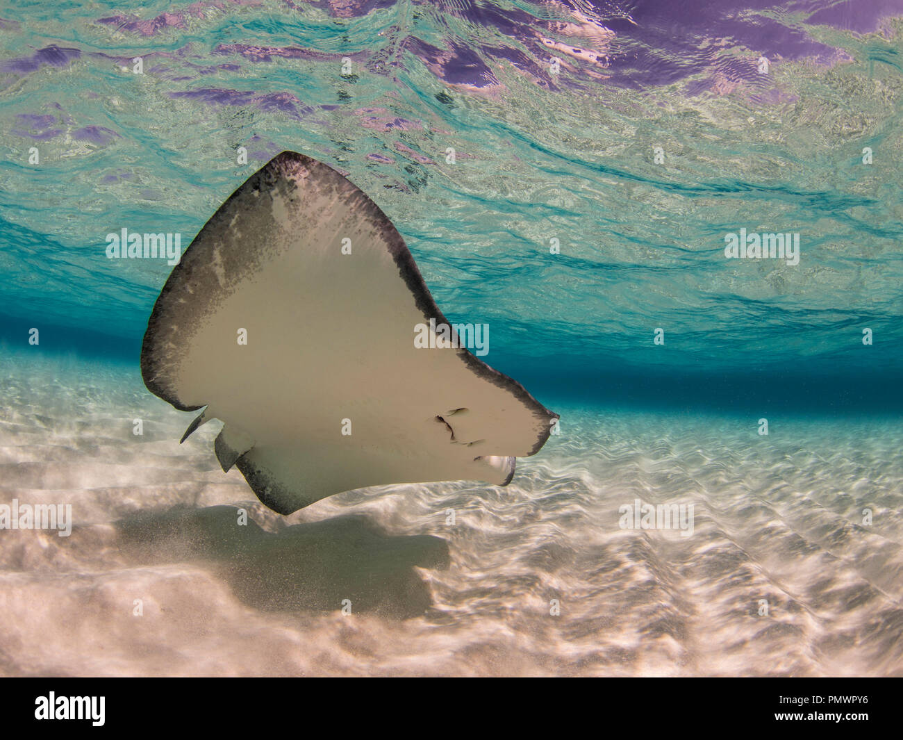 Stingray swimming underwater, Stingray City, Grand Cayman, Cayman