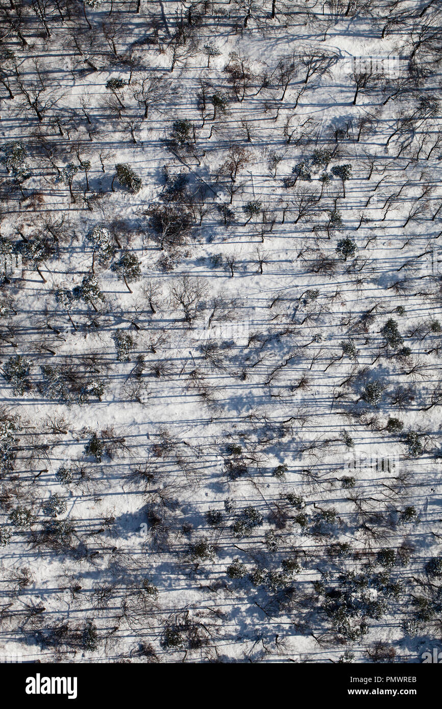 Aerial view snowy forest of trees Stock Photo - Alamy