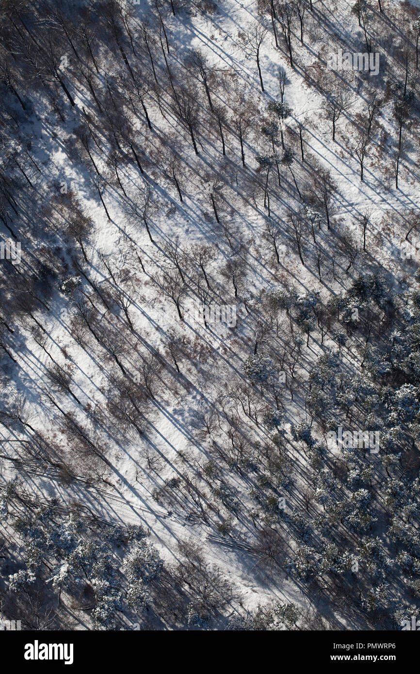 Aerial view snowy forest of trees Stock Photo - Alamy
