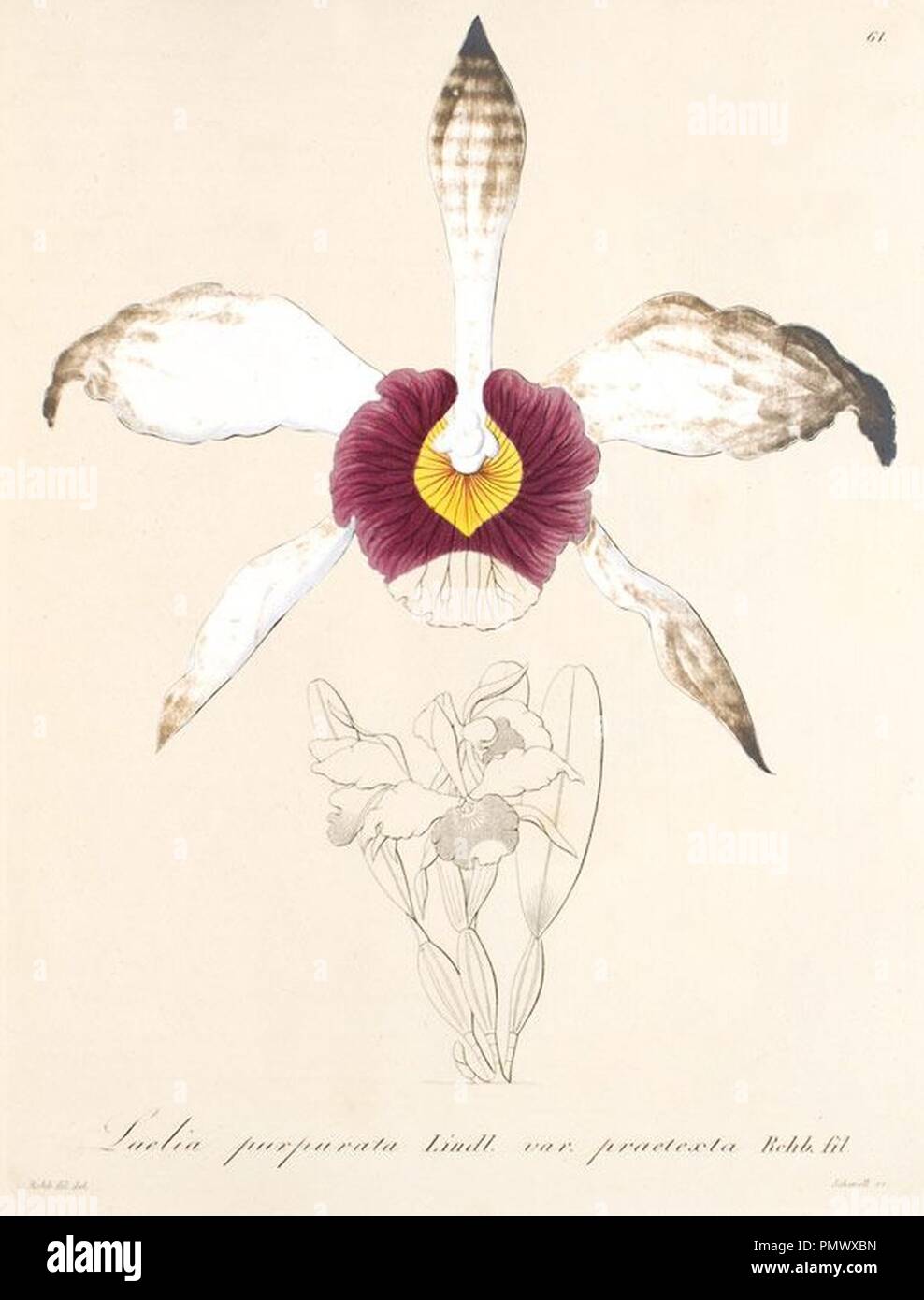 Bletia purpurata (as syn.Laelia purpurata var praetexta)-Xenia 1-61 (1858). Stock Photo