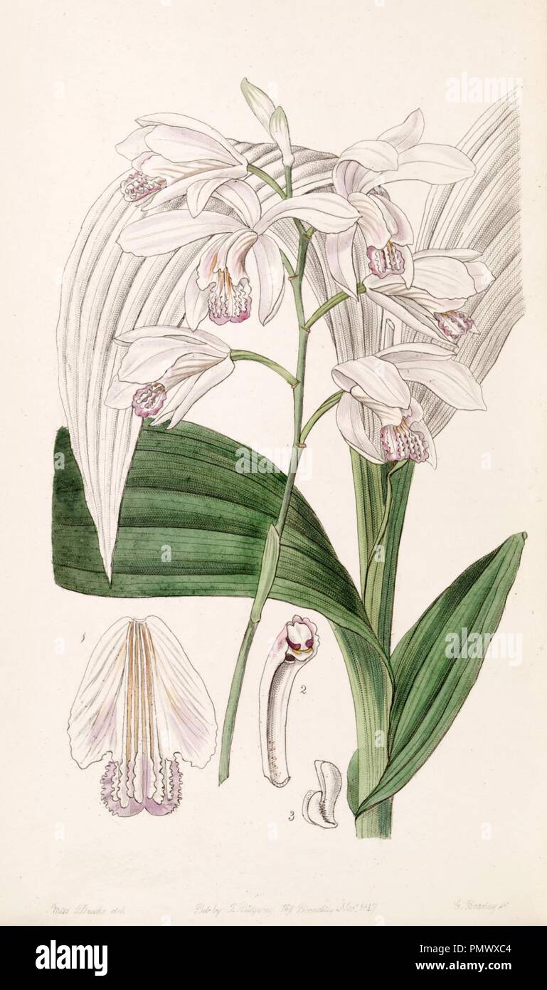 Bletilla striata (as Bletia gebina) - Edwards vol 33 (NS 10) pl 60 (1847). Stock Photo