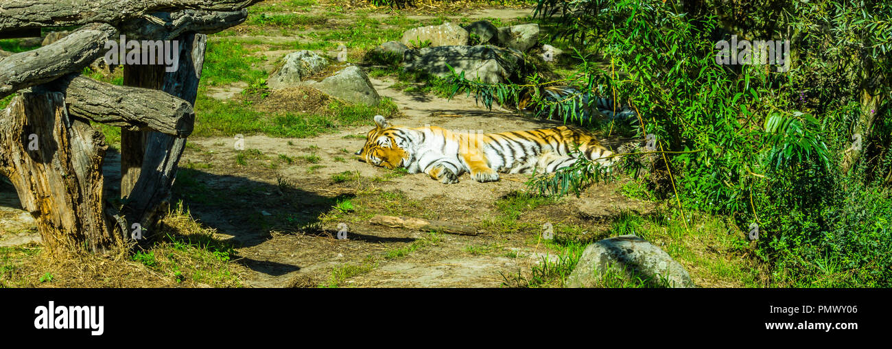 striped tiger lying down and sleeping in a green nature landscape Stock Photo