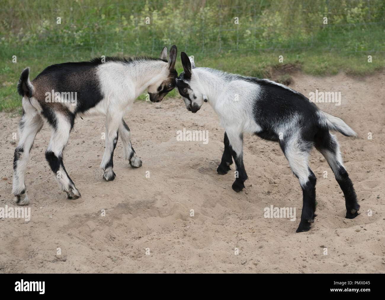 Goats butting heads Stock Photo Alamy
