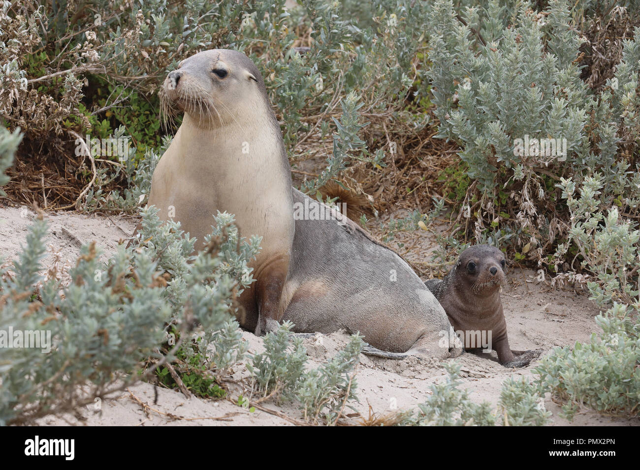 Mother seal and seal pup, Seal Bay, Kangaroo Island, Australia Stock Photo
