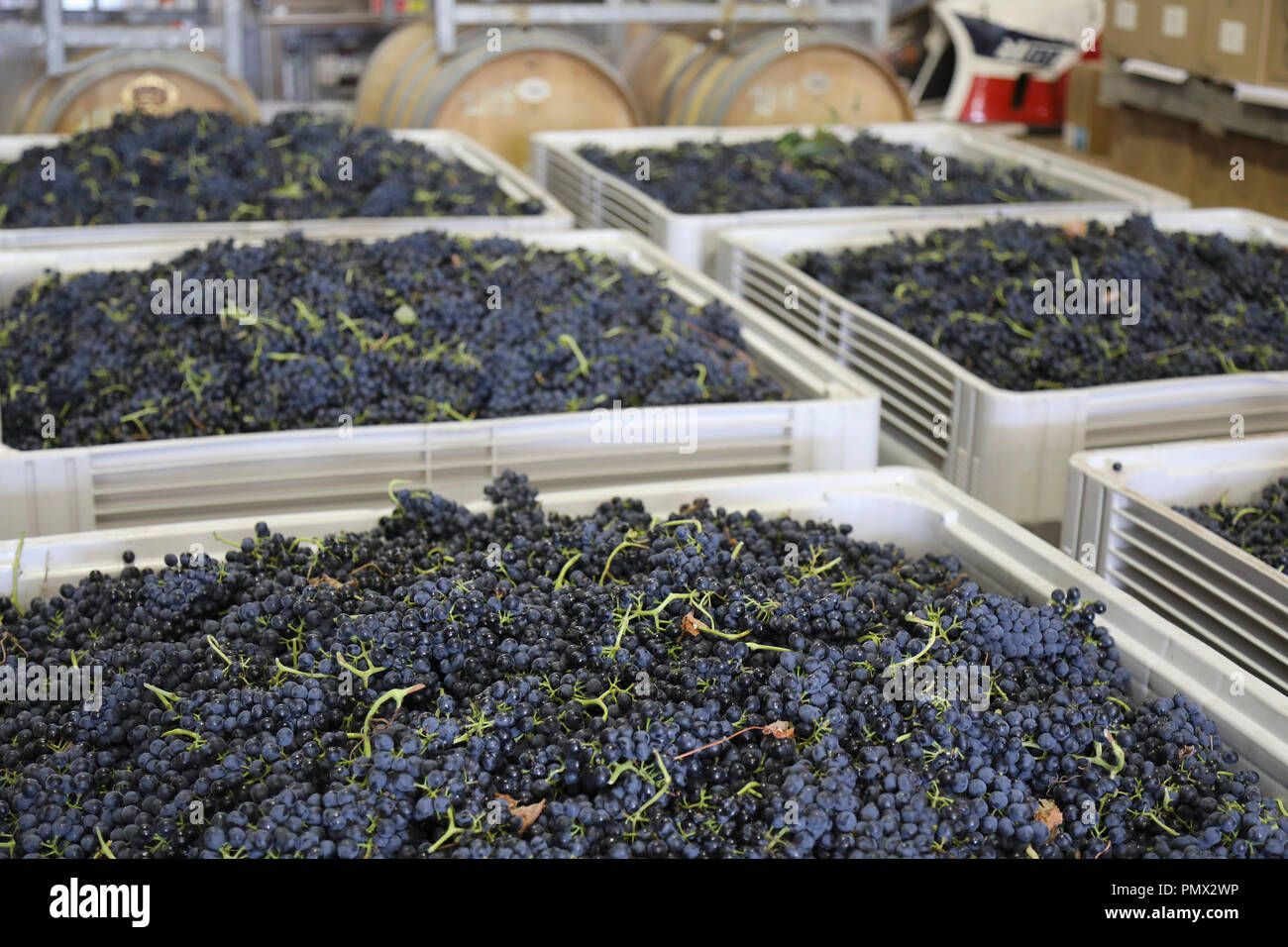 Fresh harvested grapes in large bins in winery Stock Photo