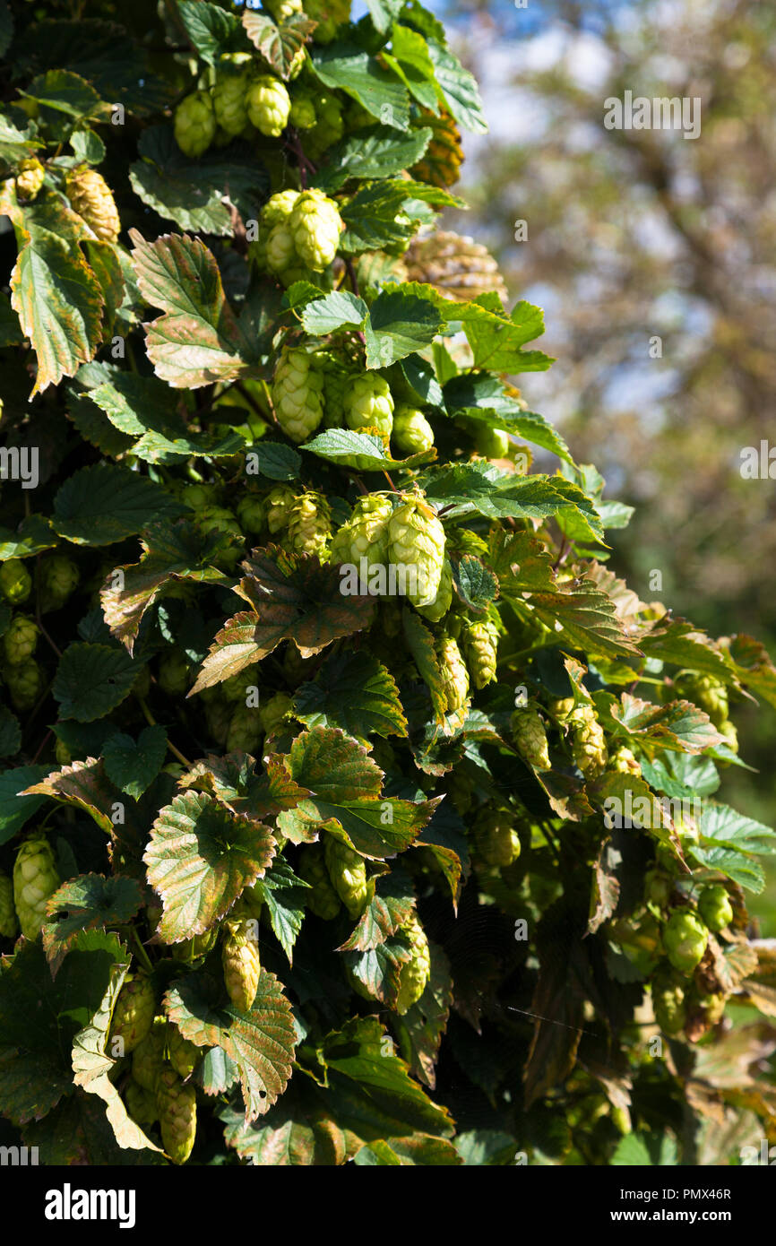 Hop plant (Humulus lupulus), Kent, UK, autumn.  Dried hop flowers provide bittering, flavouring and stability in beer, also used in herbal medicine. Stock Photo