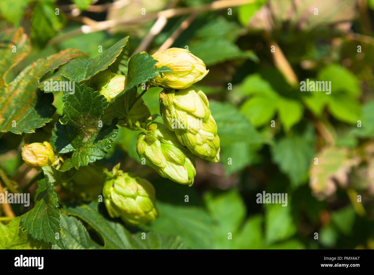 Hop plant (Humulus lupulus), Kent, UK, autumn.  Dried hop flowers provide bittering, flavouring and stability in beer, also used in herbal medicine. Stock Photo