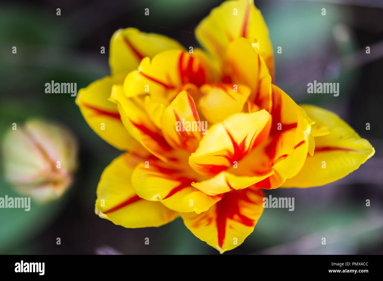 Bright colourful garden flowers, grown in Suffolk, England Stock Photo