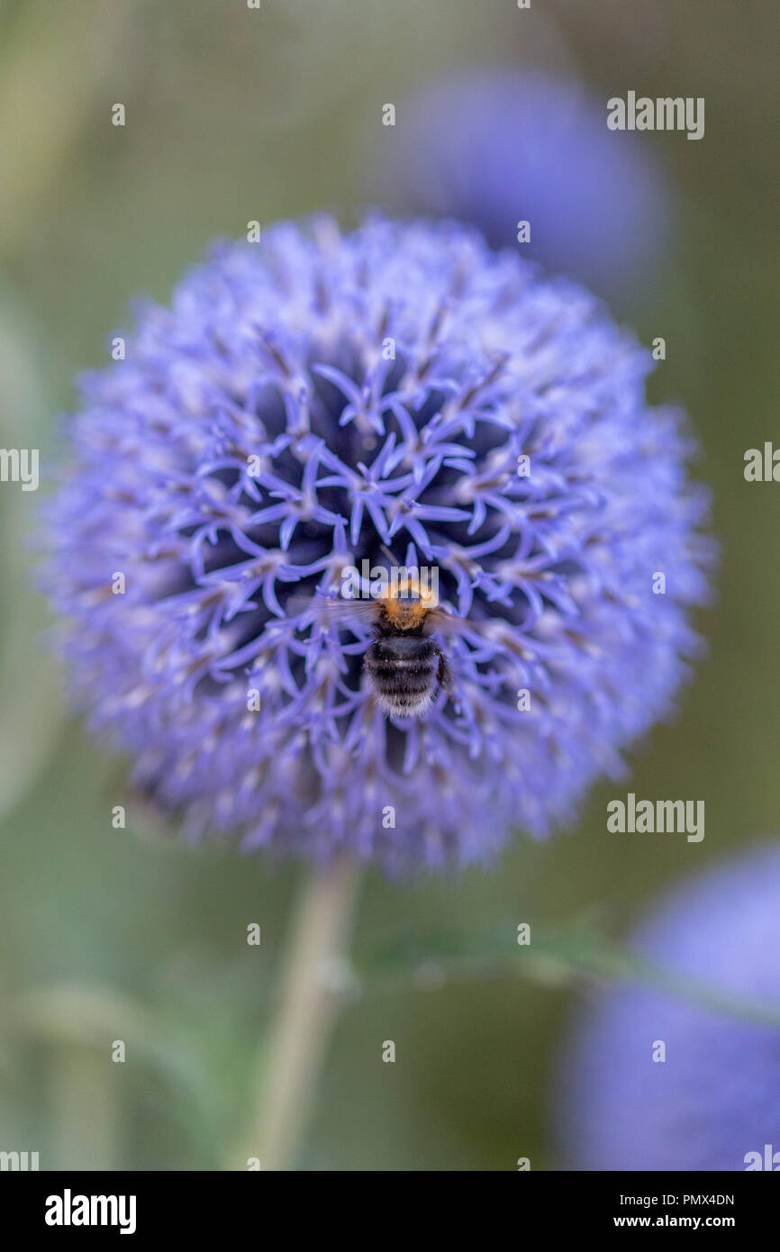 English gardenflowers hires stock photography and images Alamy